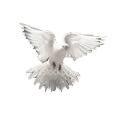 Raptureready Rapture Ready Dove
